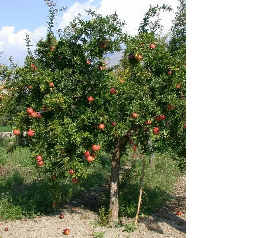 Visualizza la notizia: MATAS IN PROVÌNTZIA:  S’ARANADA