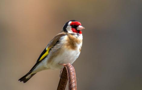 Visualizza la notizia: PILLONI IN SA PROVÌNTZIA – SA CARDALLINA