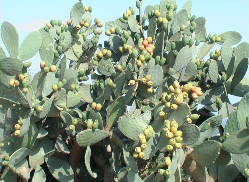 Visualizza la notizia: Is matas de su territòriu de Aristanis e provìntzia - Sa figu morisca