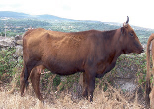Visualizza la notizia: UNU PAT DE SA PROVÌNTZIA – PETZA DE BOI SARDU-MODICANU