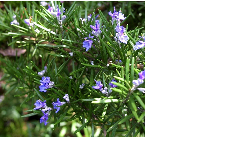 Visualizza la notizia: Is matas de su territòriu. S'arrideli e sa prunixedda