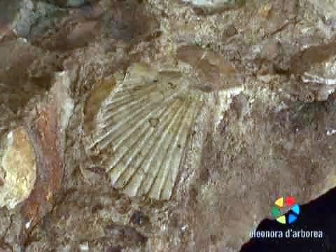 Archeopaleosito Genoni